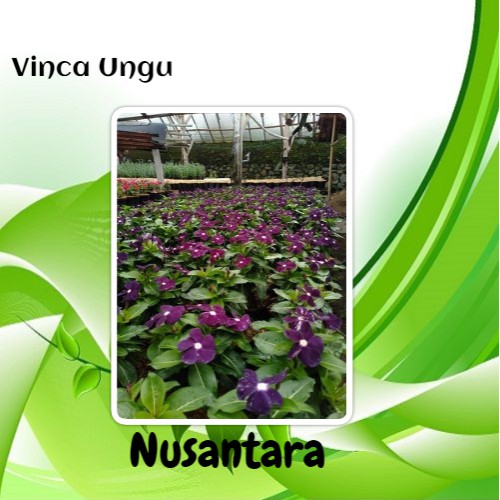 Bibit Bunga Vinca Ungu