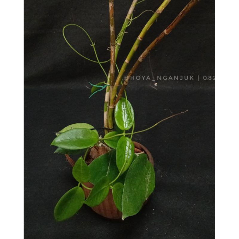 Hoya Aff. Vittelina Hoya spesies NTB