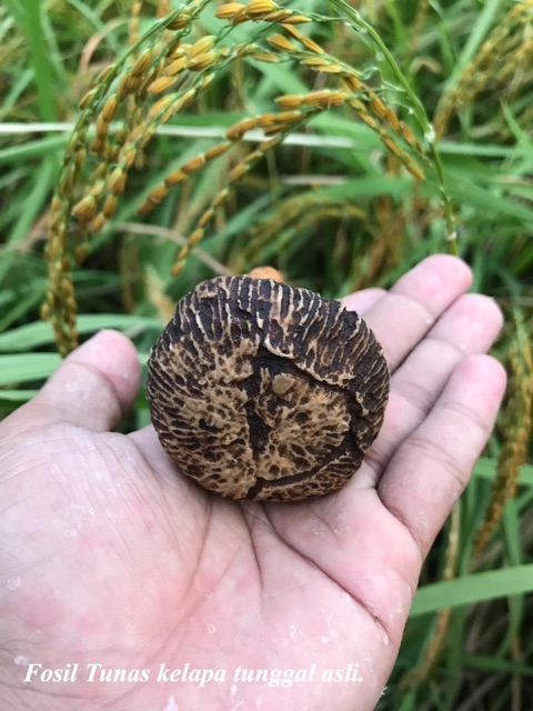 Batu Tunas Kelapa Gading Tunggal Shopee Indonesia