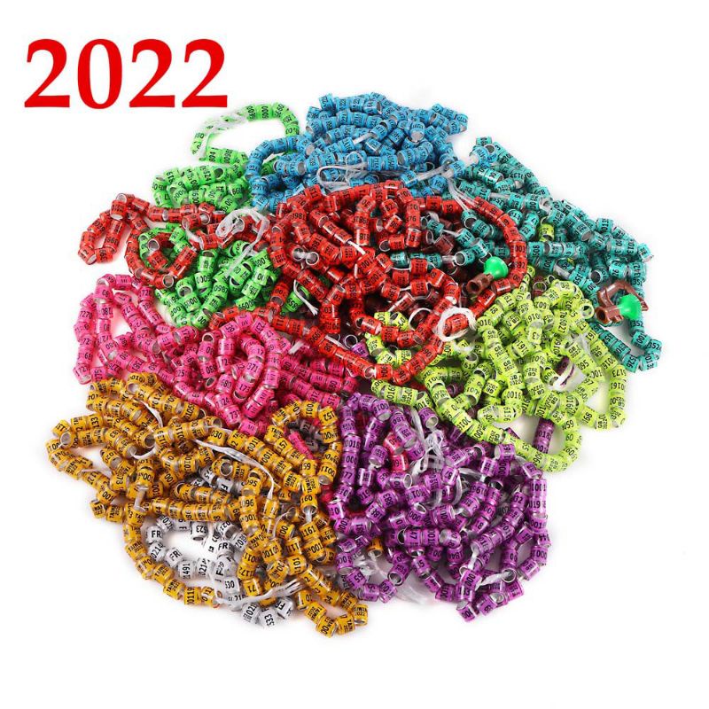 RING MERPATI IMPORT 2022