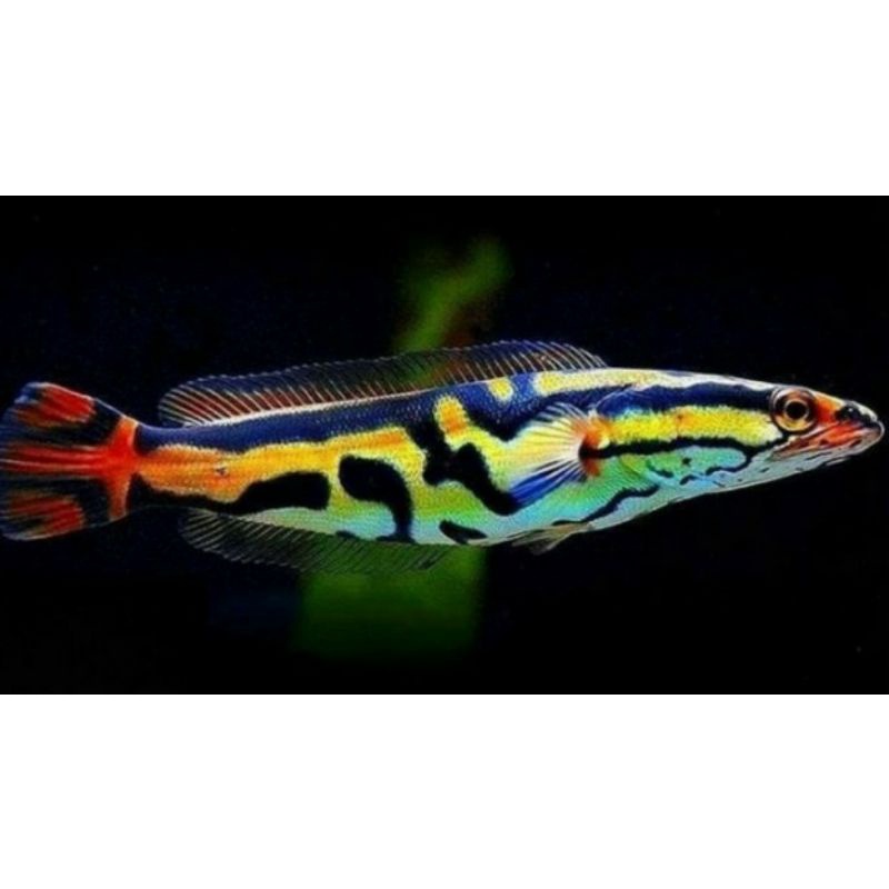 anak ikan gabus hias harga TERMURAAAAAA...