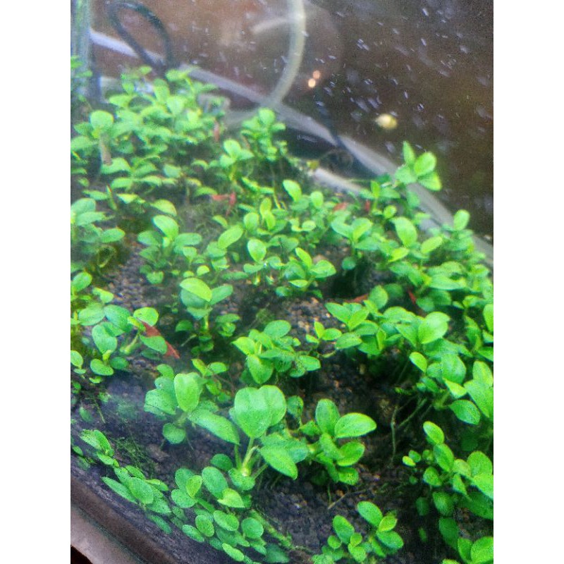 anubias petite