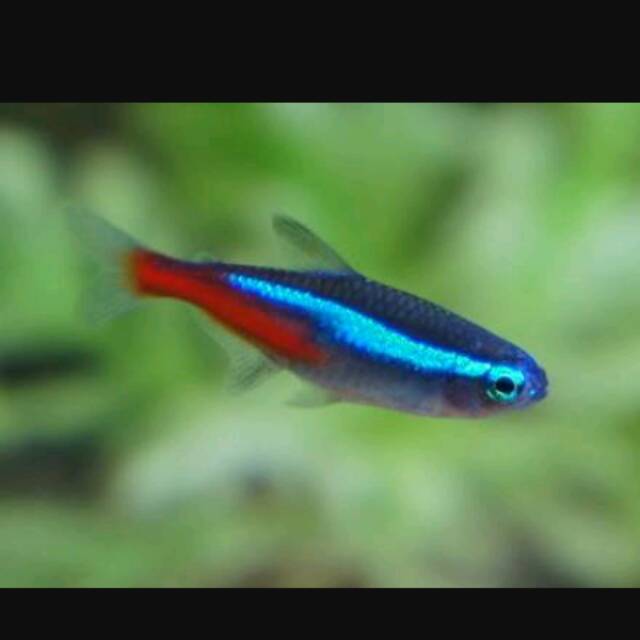 Ikan Hias Neon Tetra Shopee Indonesia