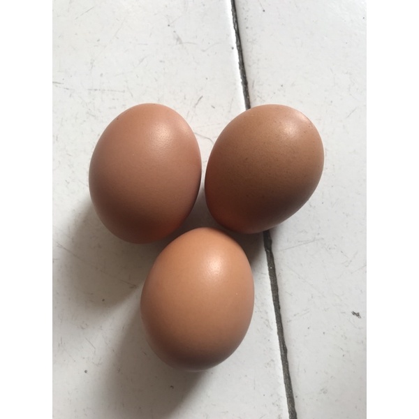 

telur ayam negeri