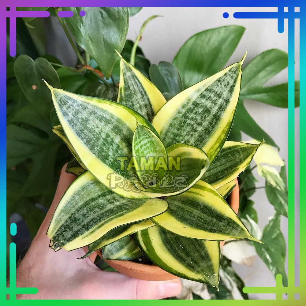 Sansivera Mini Golden (GRATIS POT CANTIK) - Lidah Mertua Mini Golden