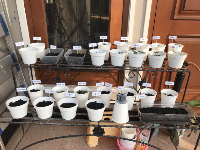 Botol Sprayer Mini 250ml Utk Semprot Air Semai Atau Pestisida Nabati