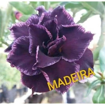 

Bibit Bunga Kamboja Adeniun Madeira