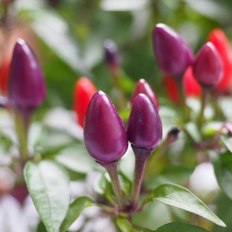 BS-BYL Bibit Cabe Hias Pelangi Benih Tanaman Sayuran Cabai Carolina Reaper Merah Bolivian Rainbow Katokkon Numex Giant Raksasa Sweet Italian Ungu Hitam-CH PURPLE RAINBOW