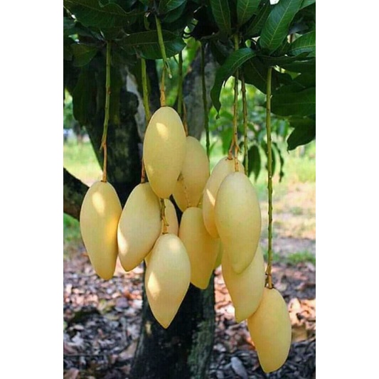 bibit mangga chokanan ukuran 1meter siap buah