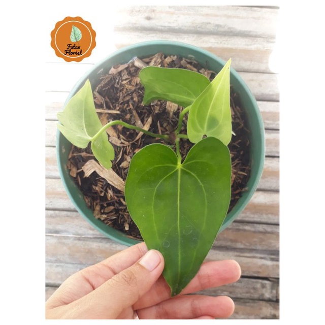 Clarinervium X Pterodactyl Anthurium Hybrid