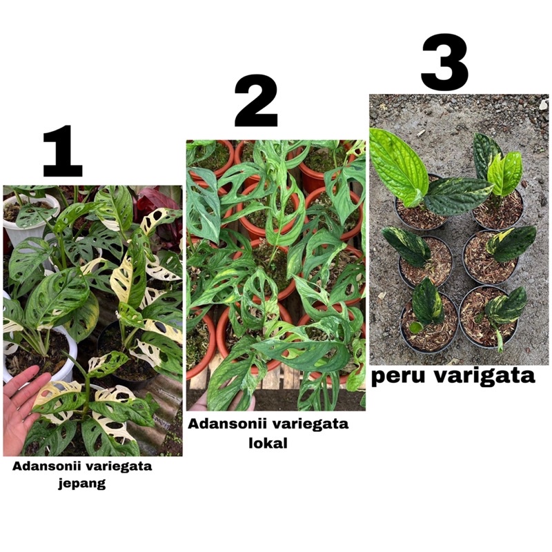 Promo termurah paket hemat 3 bibit tanaman hias janda bolong variegata / janbol var jepang/ janbol v