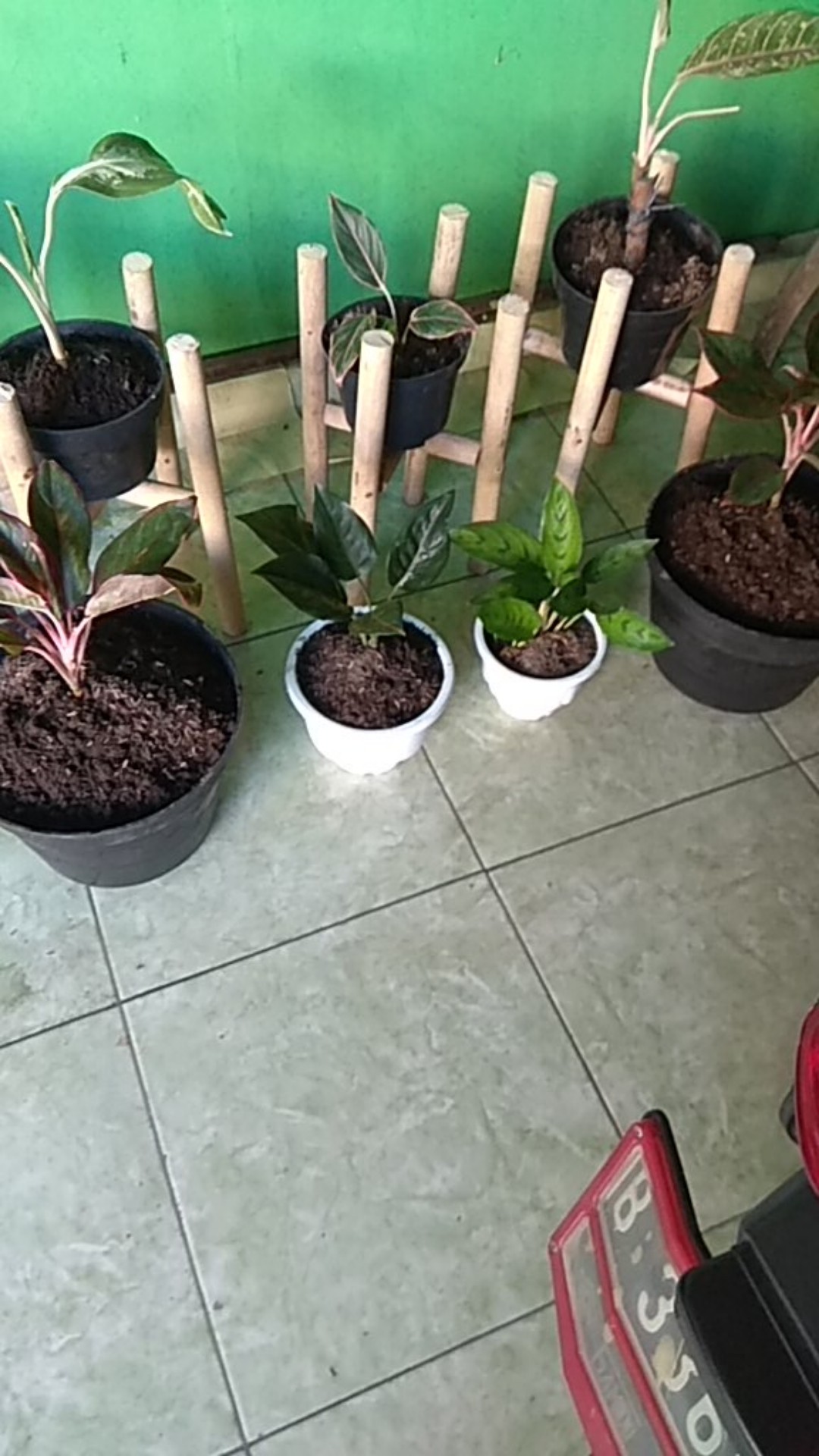 Tanaman Hias Aglonema Rotundum Cantik