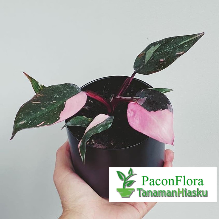 PHILODENDRON PINK PRINCES | TANAMAN KOLEKSI | TANAMAN LANGKA