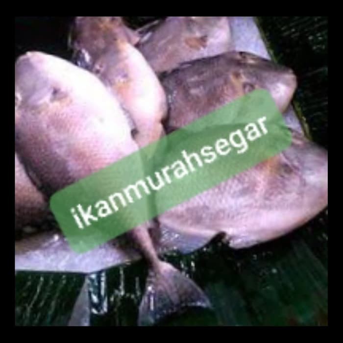 

IKAN ETONG SEGAR HARGA PER EKOR