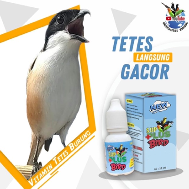 vitamin burung gacor sup plus bird