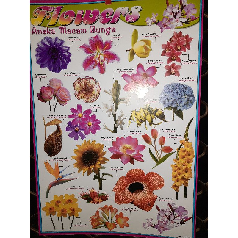 Jual Poster Edukasi Anak Flowers Gambar Bunga Indah Berwarna Bilingual
