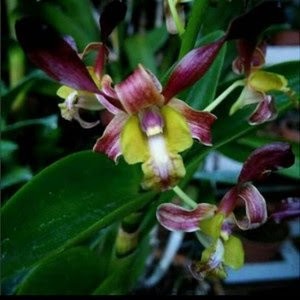 Anggrek Dendrobium Keriting Rambo - Tanaman Hidup - Bunga Hidup Murah