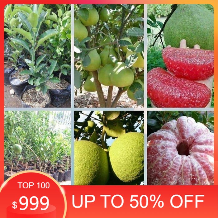 Bibit Tanaman Pohon Jeruk Bali Bibit Jeruk Bali Tanaman Jeruk Bali