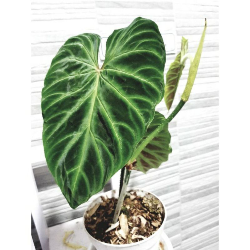 bibit bonggol PHILODENDRON VERRUCOSUM Koleksian