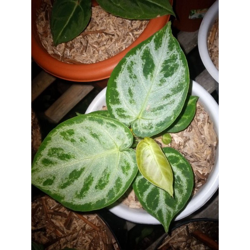 

dorayaki silver blues