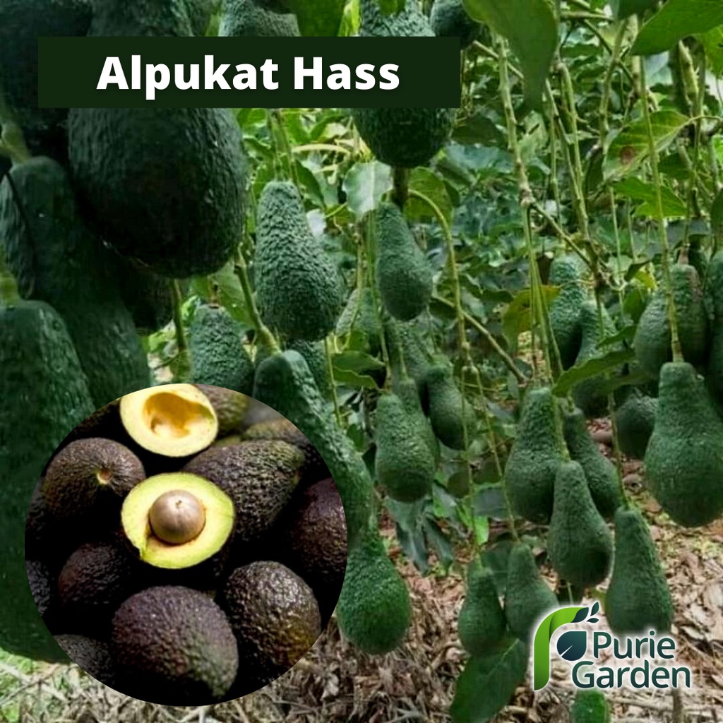 Bibit Tanaman Buah Alpukat Hass Australia PG KDR