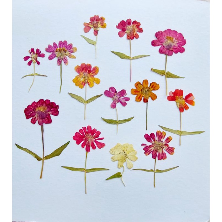 Jual Pressed Zinnia with stem Oshibana Dried Flower Bunga Kering Press tangkai Zinnia