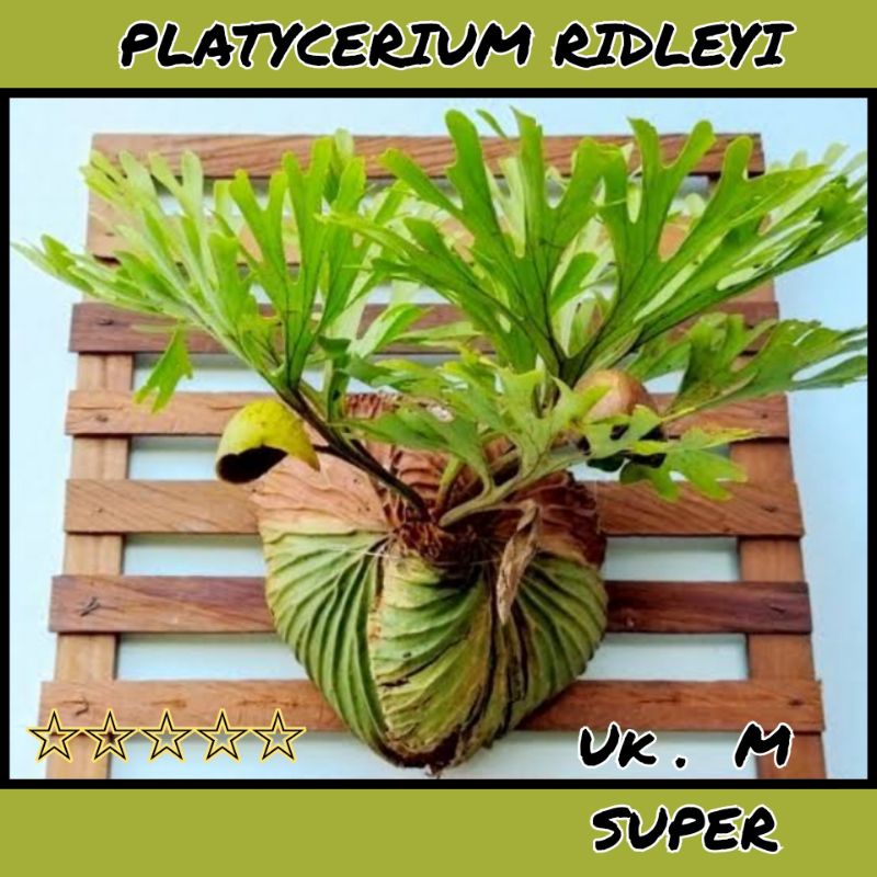 12 pohon 300.00O// SIZE M PLATYCERIUM RIDLEYI