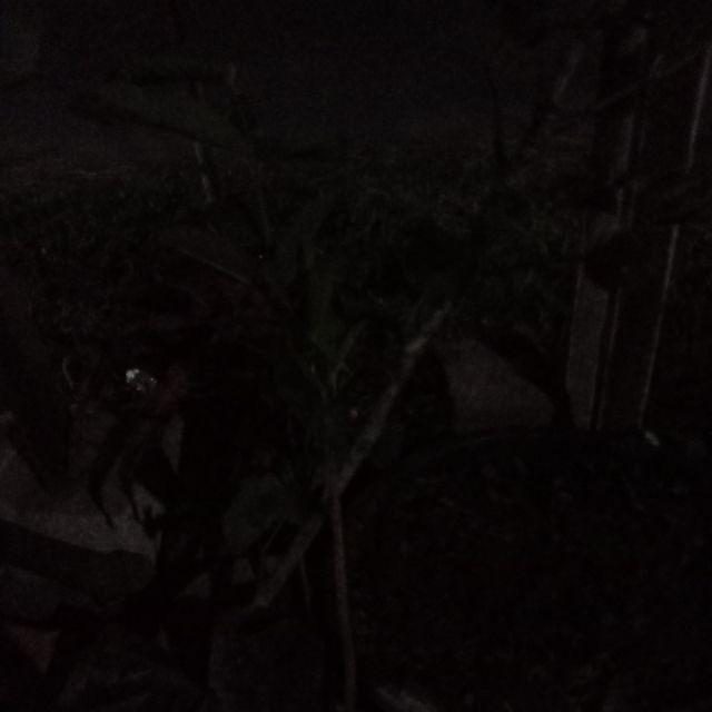 Terlaris Bibit Tanaman Pear Asia Pear Korea Per Cokelat