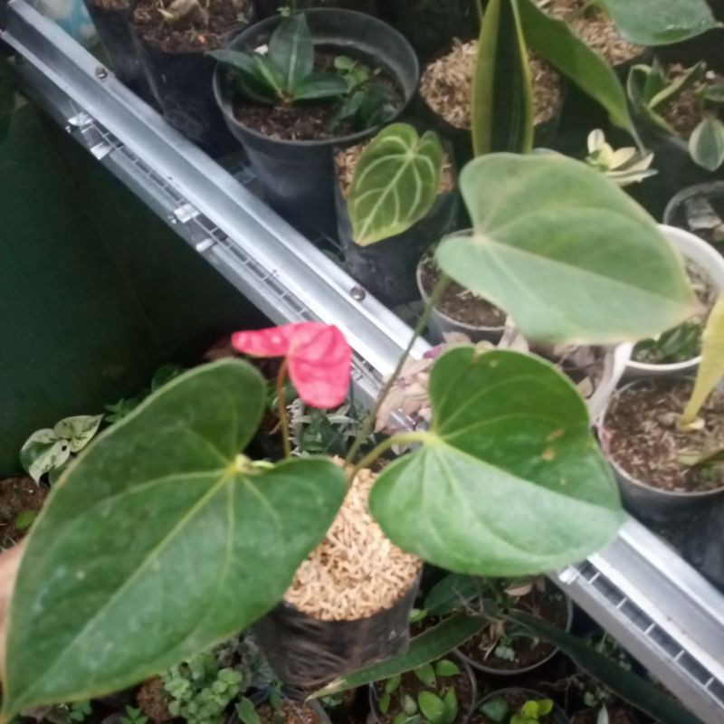 Anthurium Bunga mini