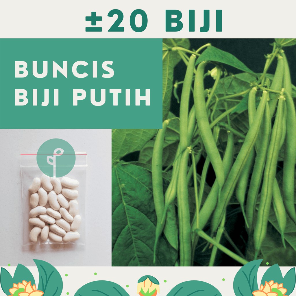 Bibit Sayuran Benih Sayur Paket Lengkap Hidroponik Kangkung Bayam Cabe Sawi Selada Terong Tomat dll-BUNCIS PUTIH