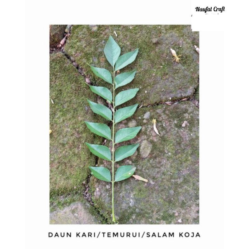 

Daun kari/Curry/Salam Koja/Temurui Fresh Baru Dipetik Pertangkai