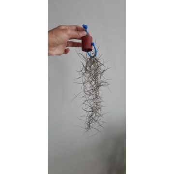 Tanaman Jenggot Musa / Jenggot Musa