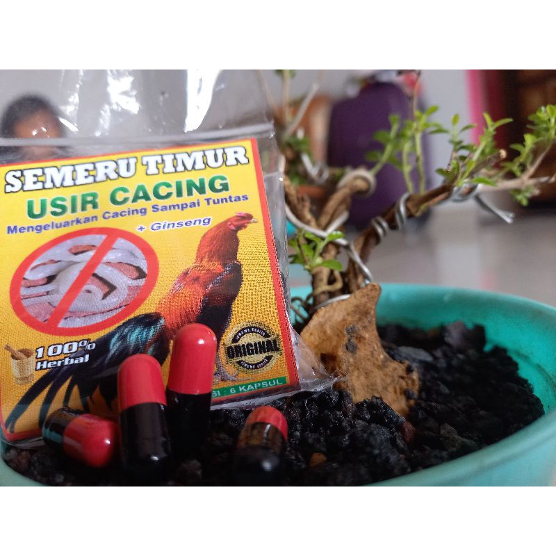 OBAT CACING AYAM PALING AMPUH MURAH