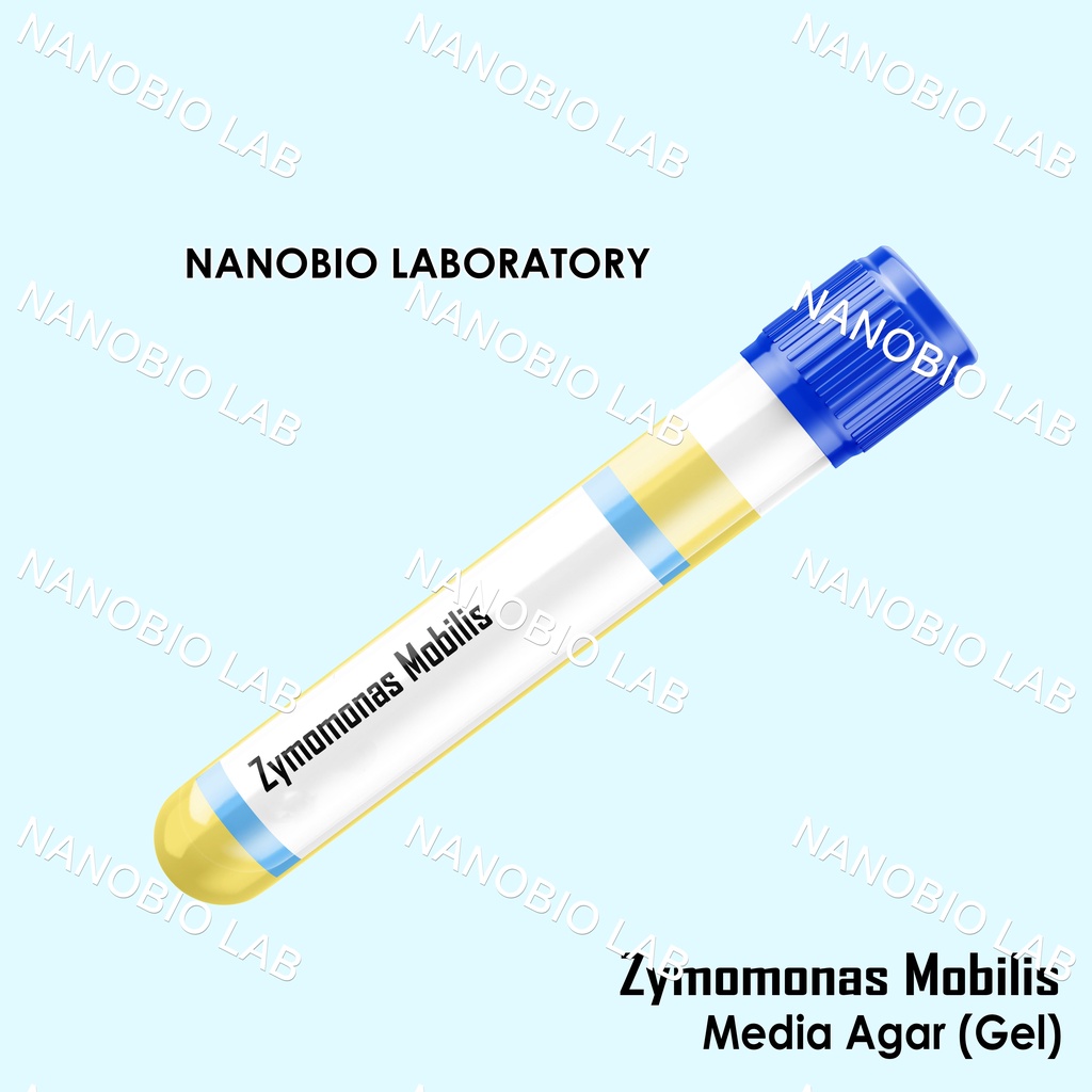 Isolat Culture Zymomonas mobilis Media Gel Agar