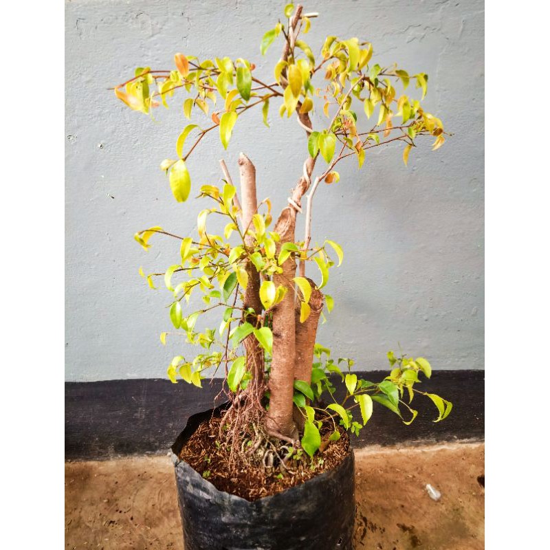 Jual Material Bonsai Beringin Iprik Ficus Benjamina Shopee Indonesia