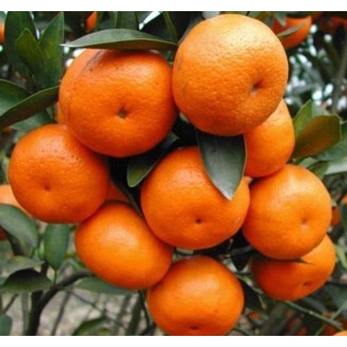 Bibit jeruk santang madu okulasi kualitas super