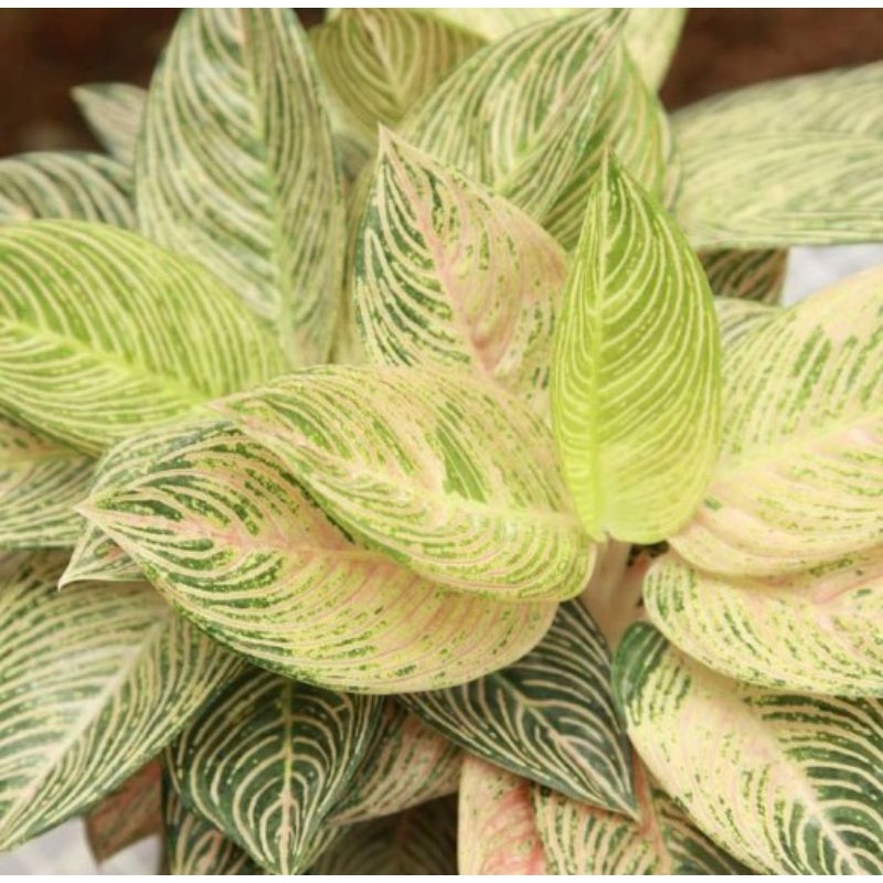 bibit bonggol aglonema golden hope