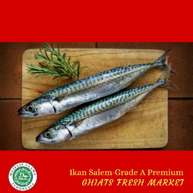 

Ikan Salem Sarden Makarel size 14-16 Grade A Kualitas Premium 500gr MURAH