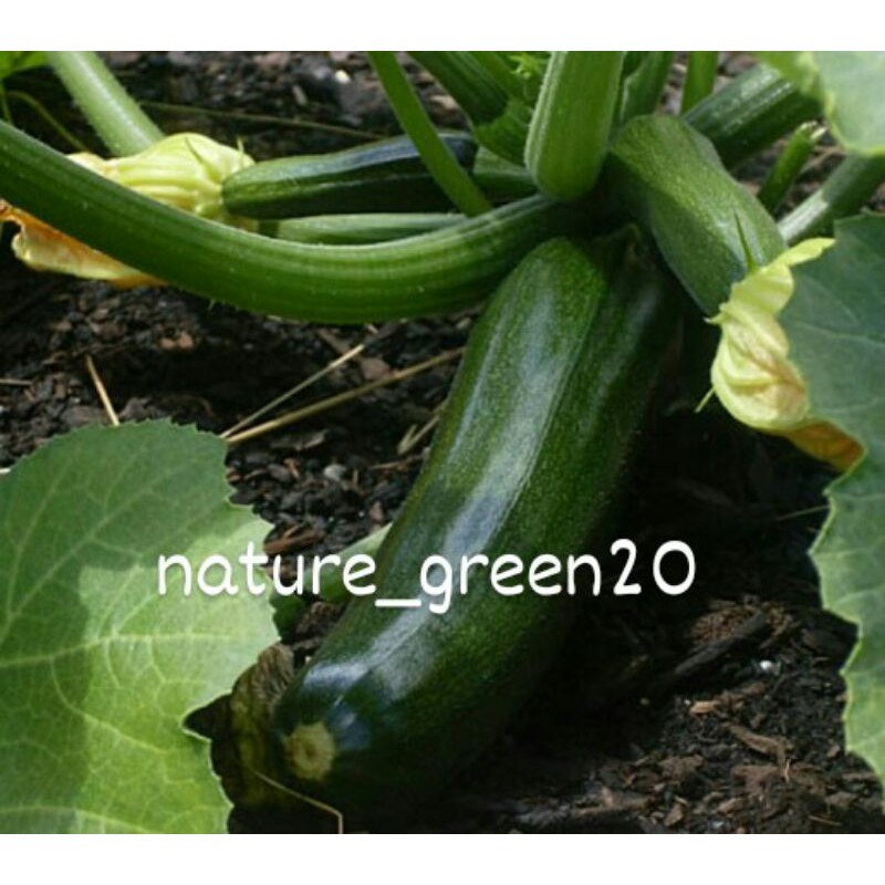 Benih timun zucchini