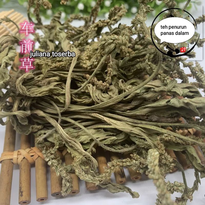

Teh Plantaginis Leaf Pereda Panas Dalam Che Qian Cau 車车前草 100grqm