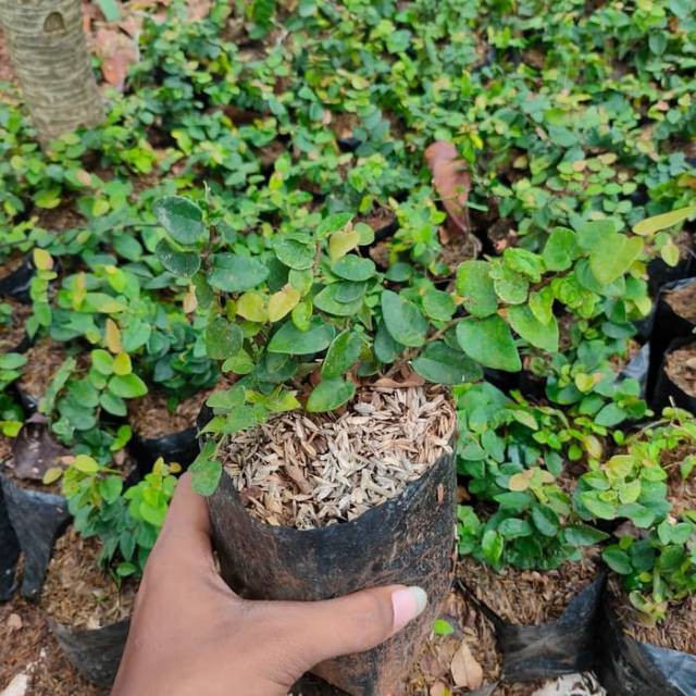 Tanaman Rambat Dollar / Tanaman Hias Rambat  / Tanaman Hias Rambat Kecil