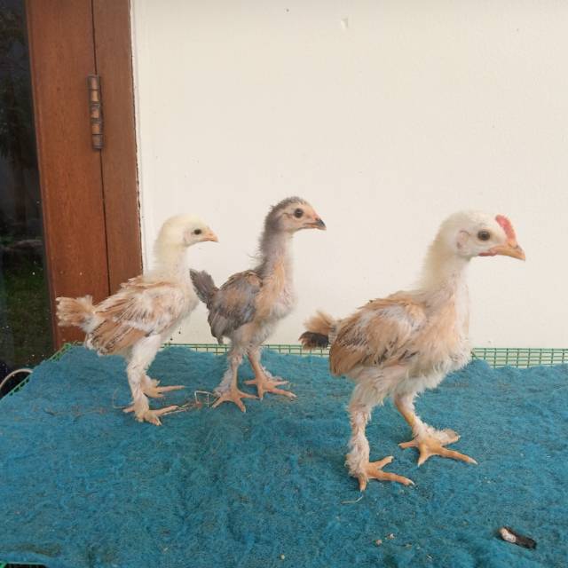 Anak ayam silangan Brahma dan lokal