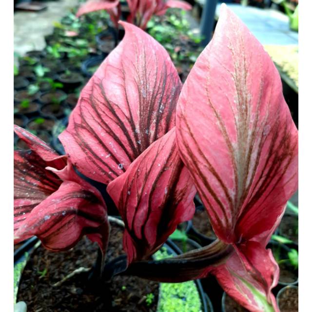 TANAMAN HIAS CALADIUM/KELADI RED KUJANG