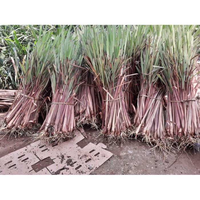 Sereh Wangi, Sereh wangi Tanaman, Sereh Wangi Merah, Sereh Merah 1 kg, Sereh Merah wangi