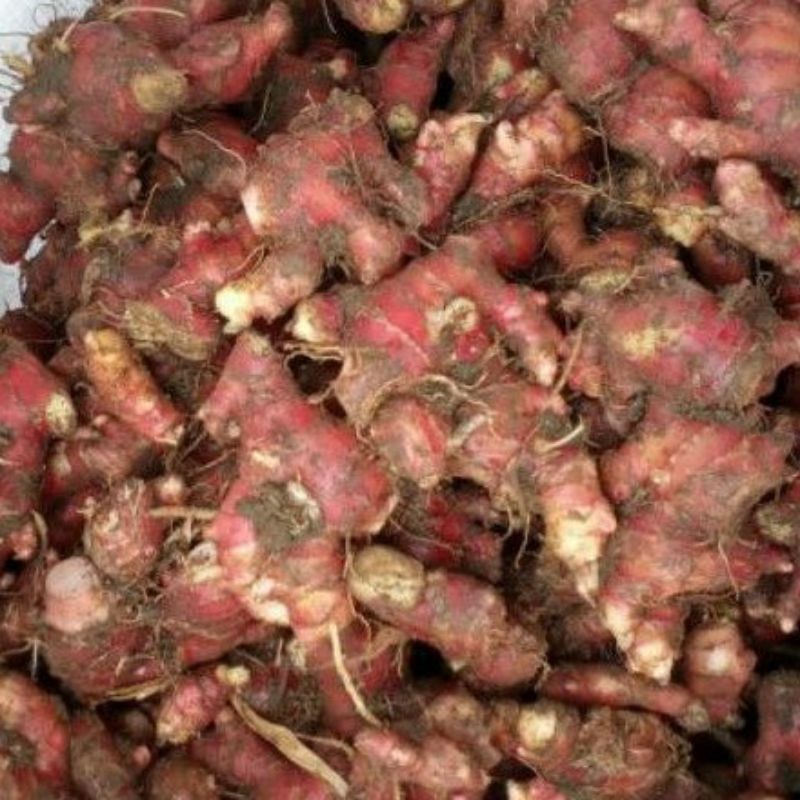 

jahe merah segar belum di cuci 1 kg