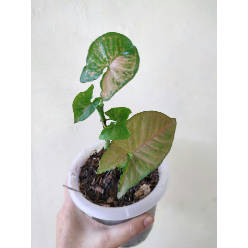 Syngonium Pink Flecked