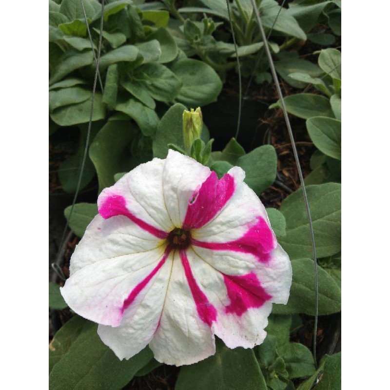 Tanaman Hias Petunia Putih Strip Pink/Tanaman Bunga Gantung Petunia Putih Strip Pink