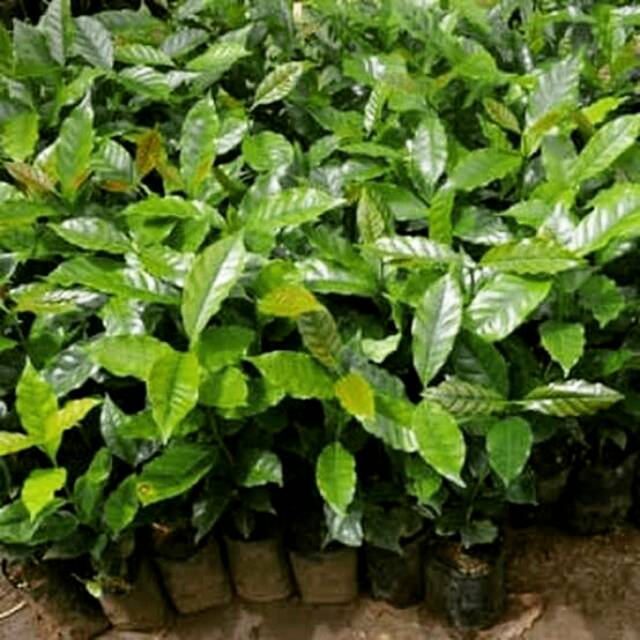 Bibit tanaman kopi Arabica Ateng/ batang