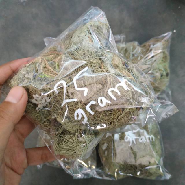 Rumput kayu angin natural 25gram Shopee Indonesia Rumput kayu angin natural 25gram Shopee Indonesia