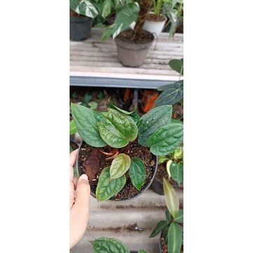 Anthurium radicans anthurium sirih